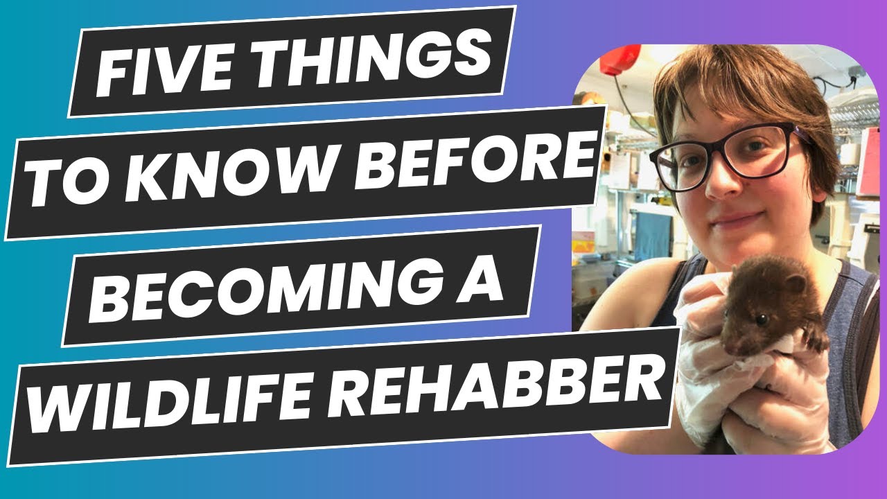 Five Things To Know Before Becoming A Wildlife Rehabber