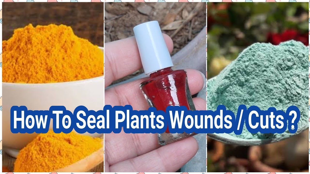 Saaf Fungicide, Turmeric or Nail Paint || Best Method To Seal The Cut Part Of Plants | No Plant Lose