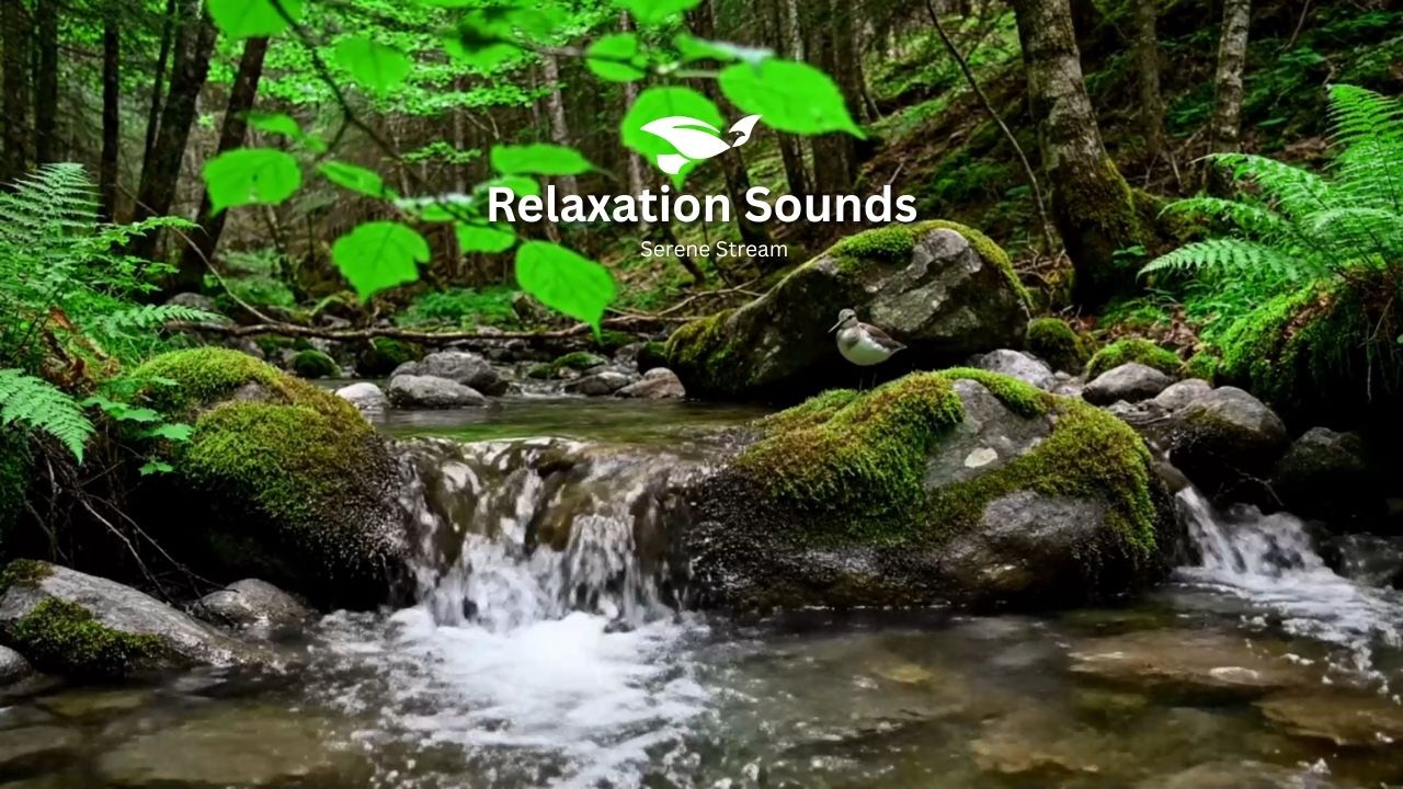 Let Go of Stress with Birds Chirping and River Flow Sounds