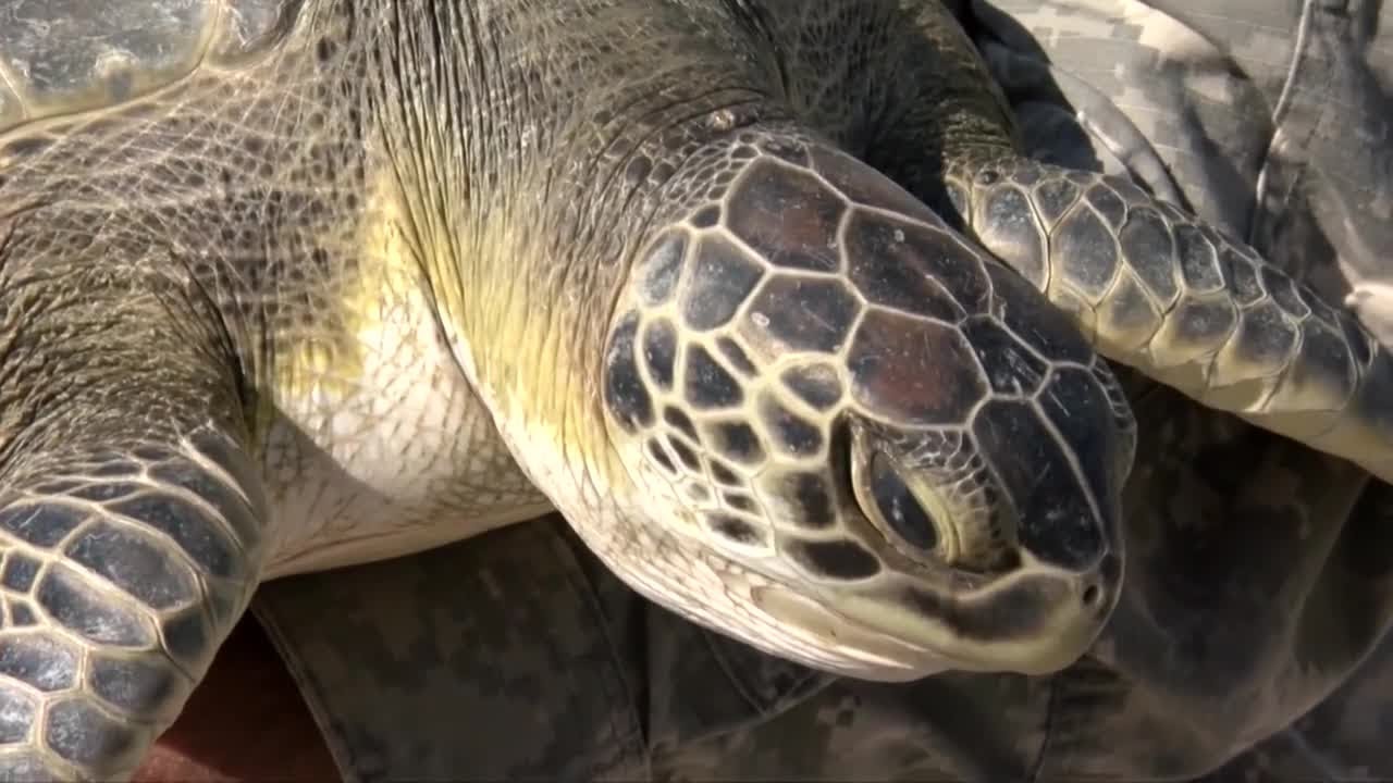 Look out for cold stunned sea turtles