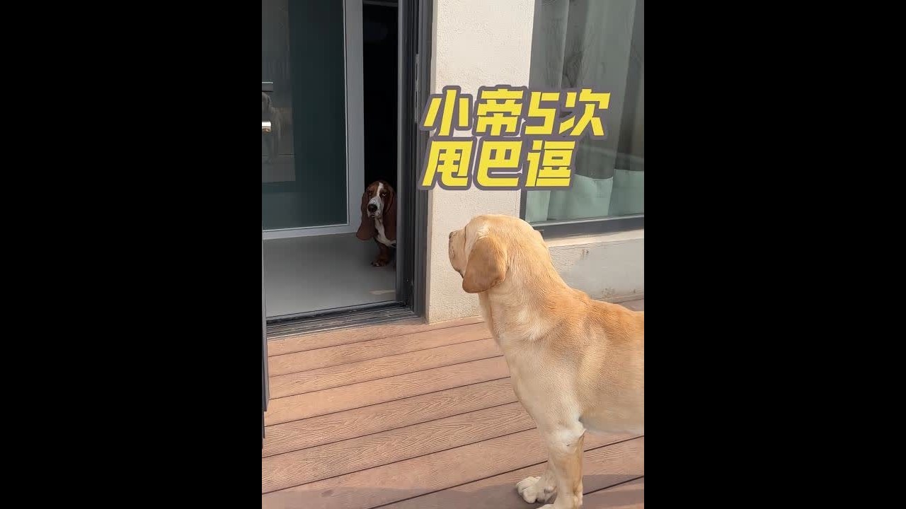 小帝这波操作太牛了！ 相当于几岁智商？#兰帝一家的幸福生活