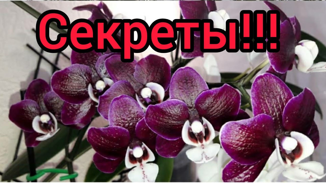 Орхидея Каода Твинкл. Особенности ухода/Полка для орхидей/ Осмокот/ Профилактика вредителей.