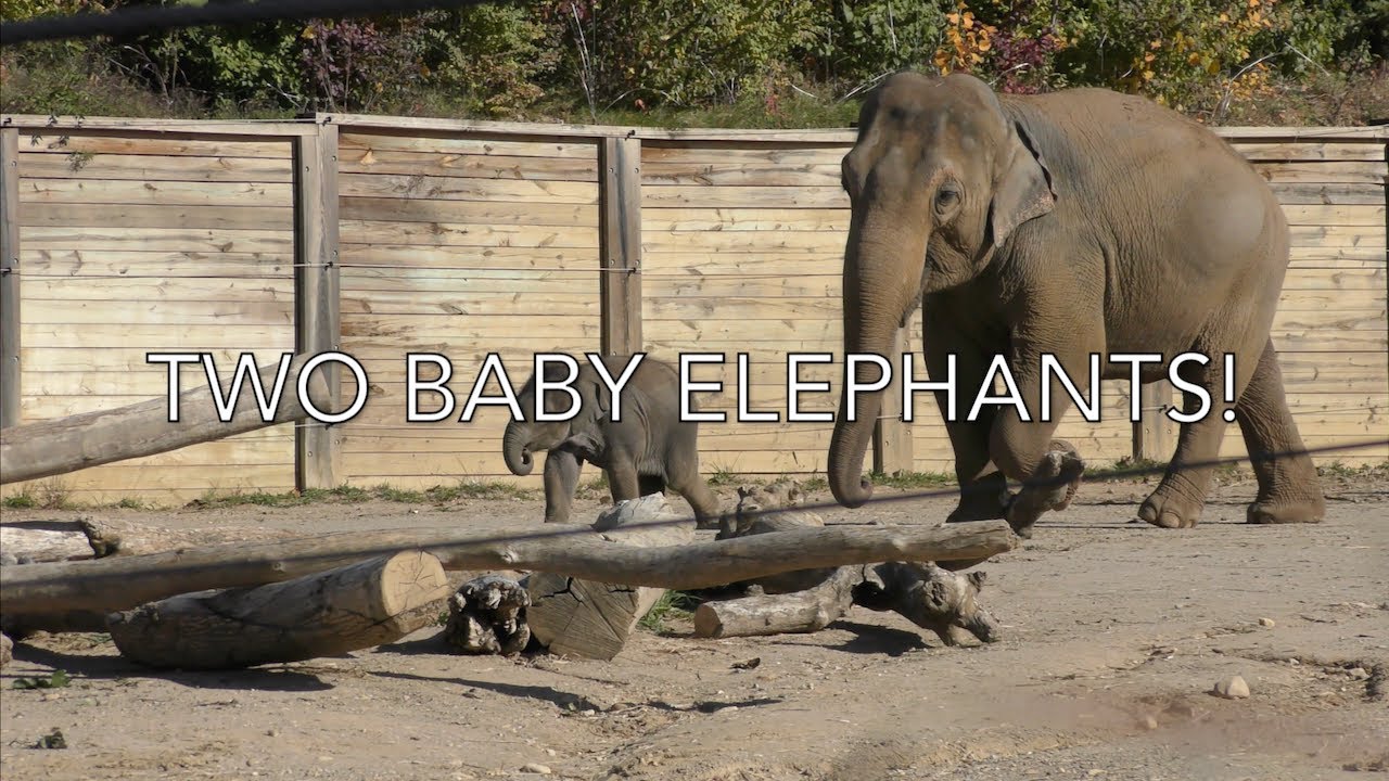 Two Baby Elephants!