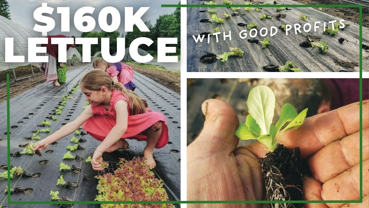 7 Steps to $160,000 From Growing Lettuce (75% Profit Margins)