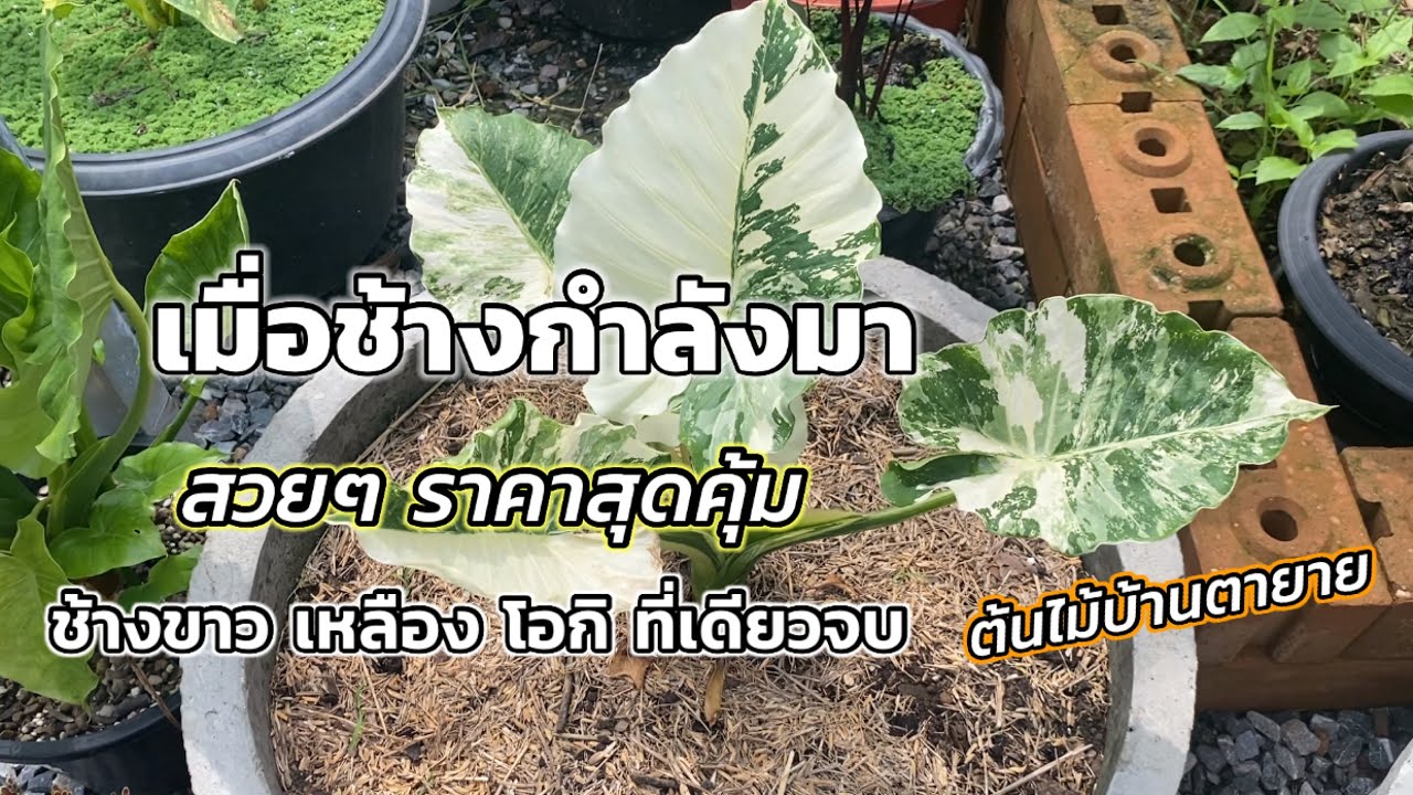 สวยแบบนี้คนถึงชอบสะสม หูช้างด่างขาว หูช้างด่างเหลือง โอกินาว่า ราคาสุดคุ้ม