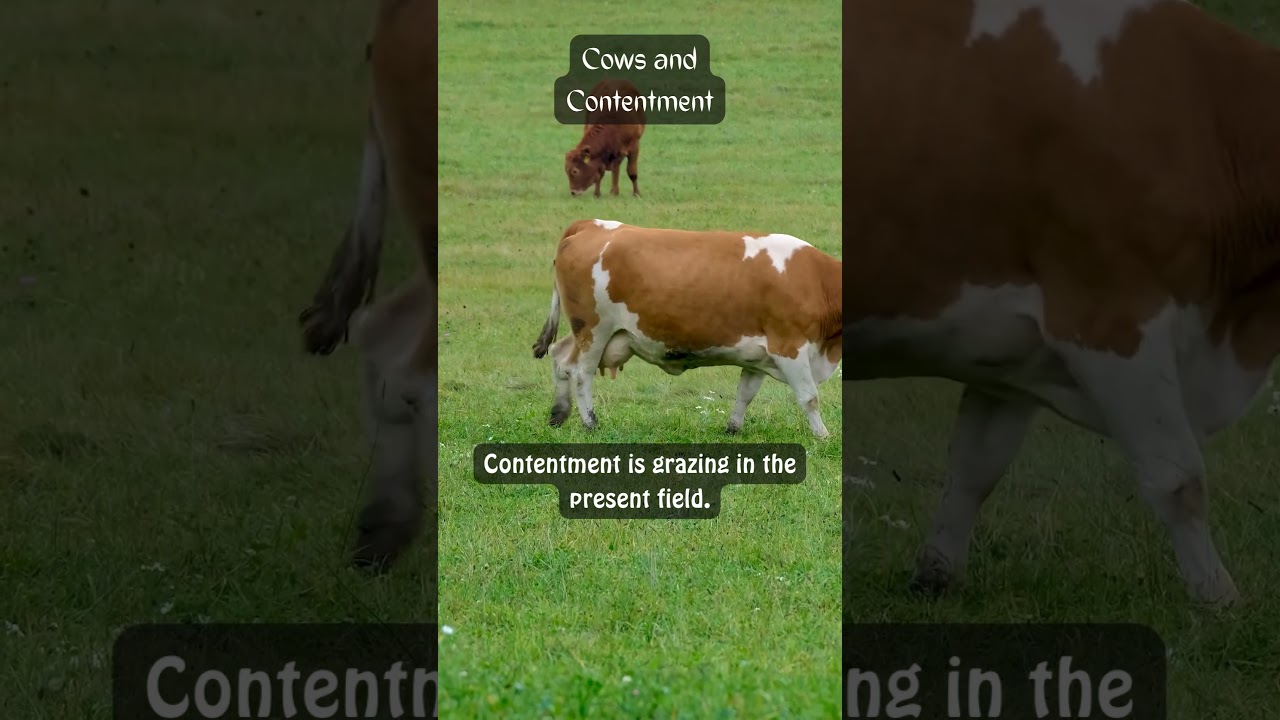 Cows and Contentment: Life Lessons From Nature! 🐜🦓