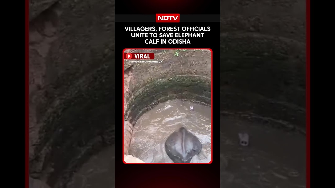 On Camera, Elephant Calf Resued By Villagers and Forest Officials In Odisha