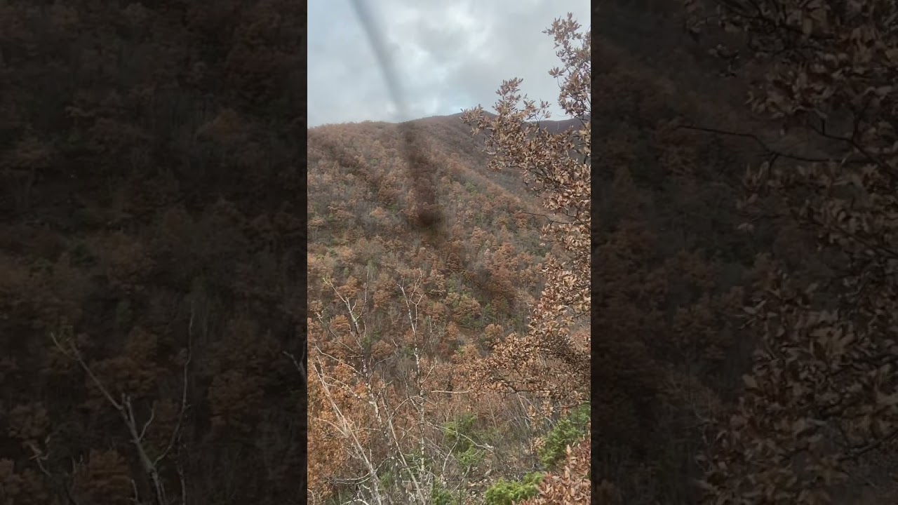 Gjuetia treska posavec duke &ccedil;uar ne kaproll🦌🦌