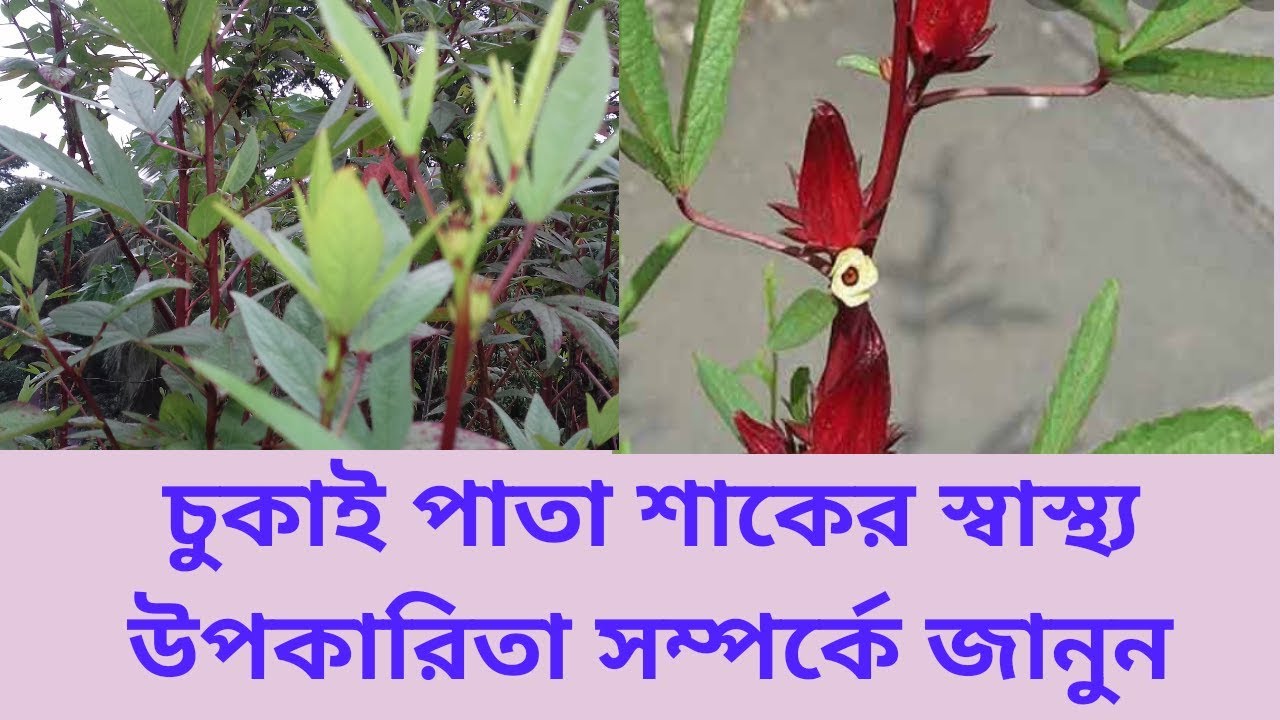 চুকাই পাতার স্বাস্থ্য উপকারিতা জানলে বরঞ্চ আপনার লাভ হবে