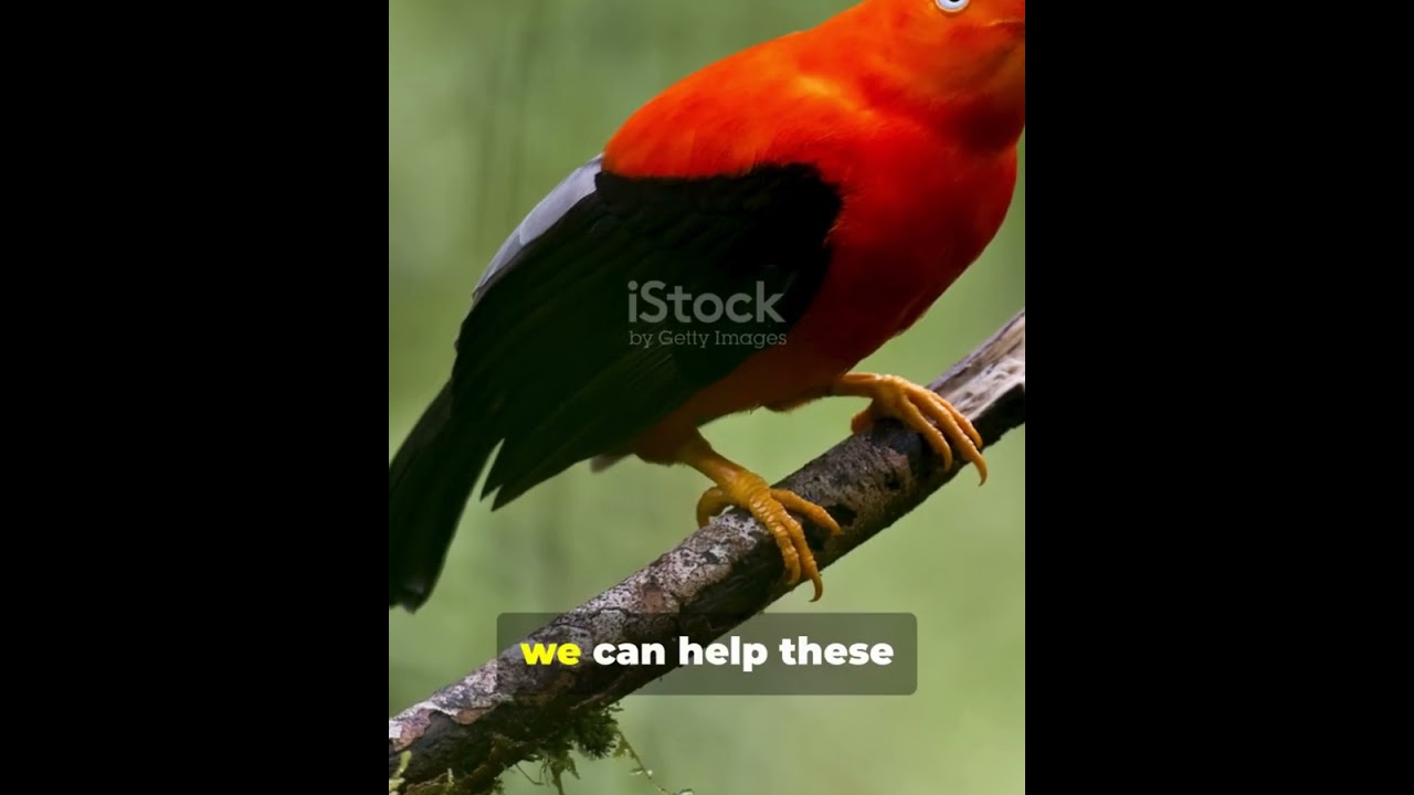 You Won&rsquo;t Believe These Birds Exist Only in Colombia!