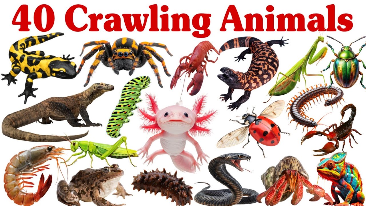 40 रेंगने वाले जानवर सीखें बच्चों के लिए | Learn 40 Crawling Animal Names for Kids Part -1