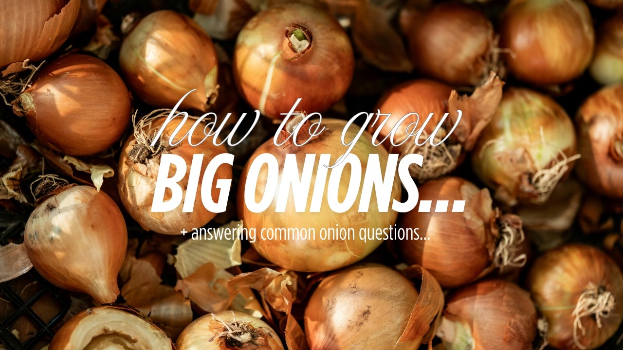 how to grow big onions + answering questions!