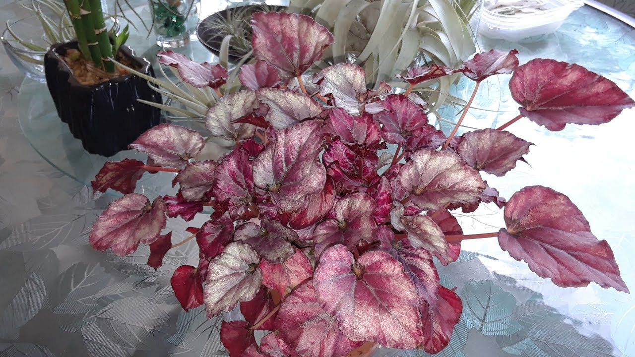 How I grow & take care of my Begonia Rex indoors 🍃