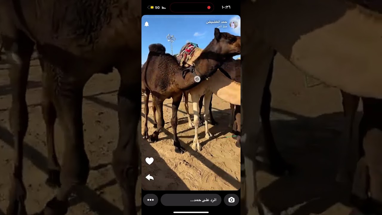 شوط المفاريد - تغطيه حمد الغضيض