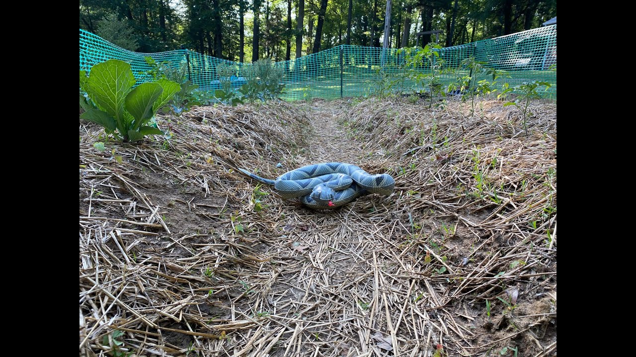 How I Solved the Squirrel and Bird Problem in my Garden!