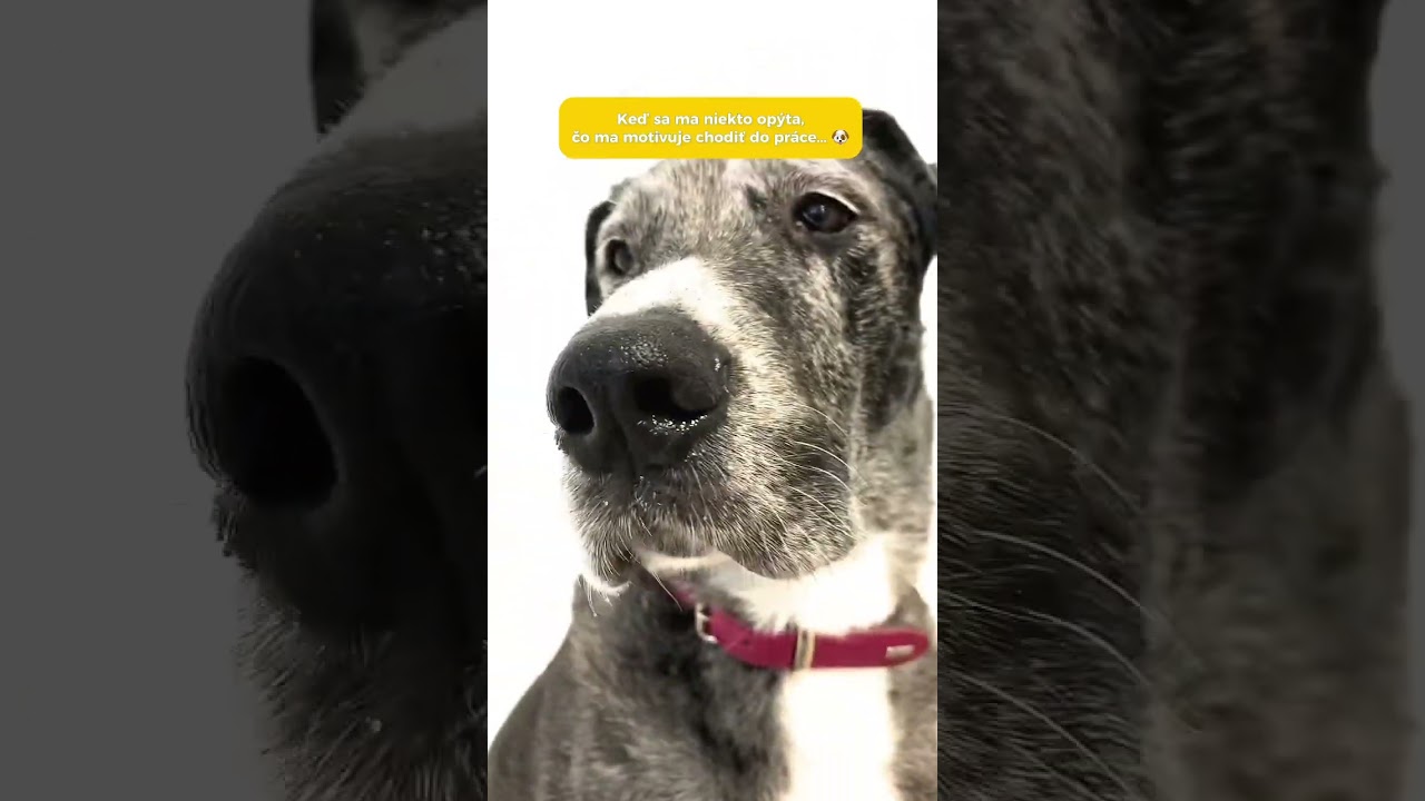 M&aacute;&scaron; aj ty v pr&aacute;ci tak&uacute;to &scaron;tvornoh&uacute; motiv&aacute;ciu? 😍😍🐶 #psdigital #digitalnaagentura #pesvpraci