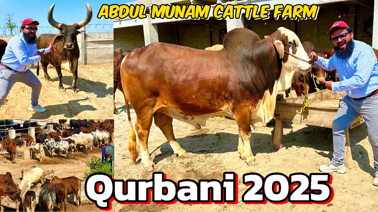 Abdul Munam Cattle Farm new collection 2025 | forum visit | LAHORI SHAUK officer colony Sheikhupura
