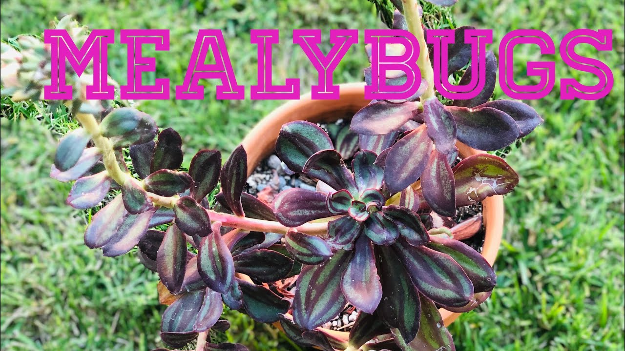Echeveria Nodulosa ( Painted Lady) mealybugs treatment and Succulent Propagation