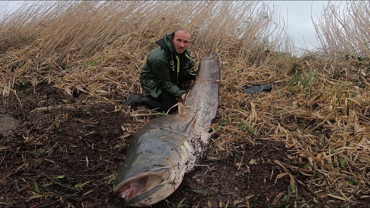 Pêche du silure au vers en hiver
