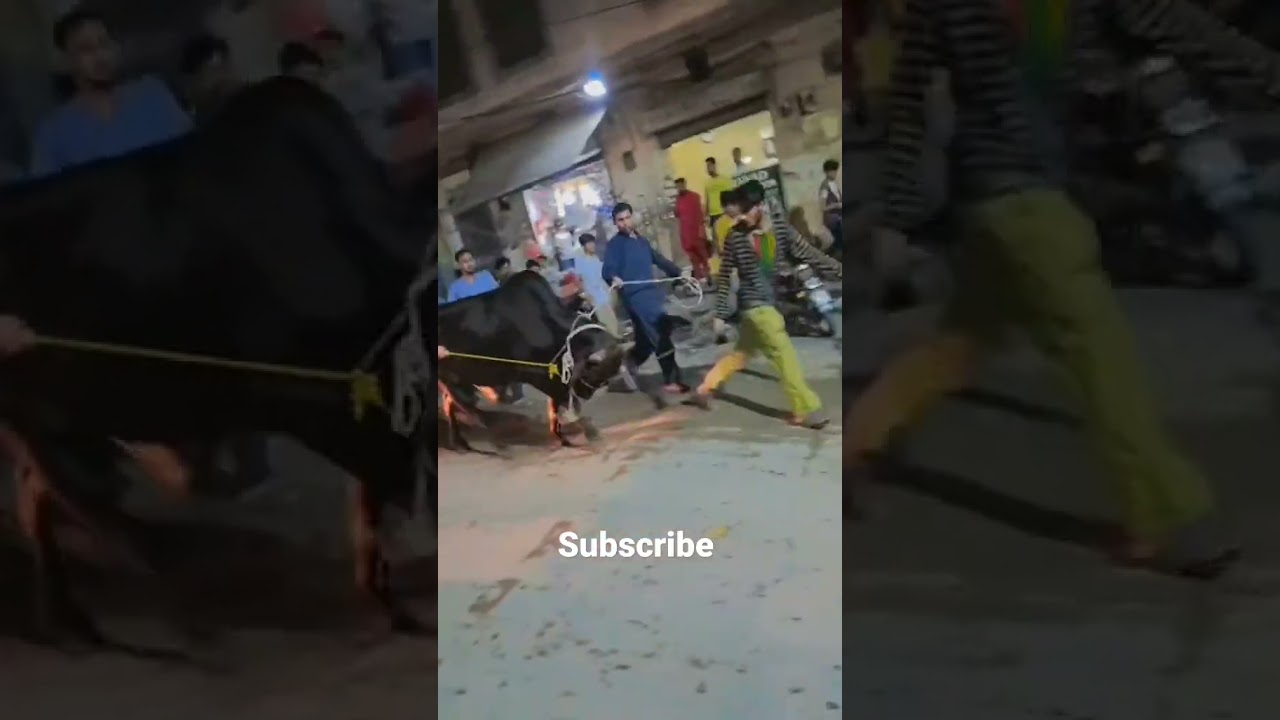 Out of control Bull|Khatarnak Bail qurbani 2023#qurbani#cowvideos#Angrybull#angrycow#trending#shorts