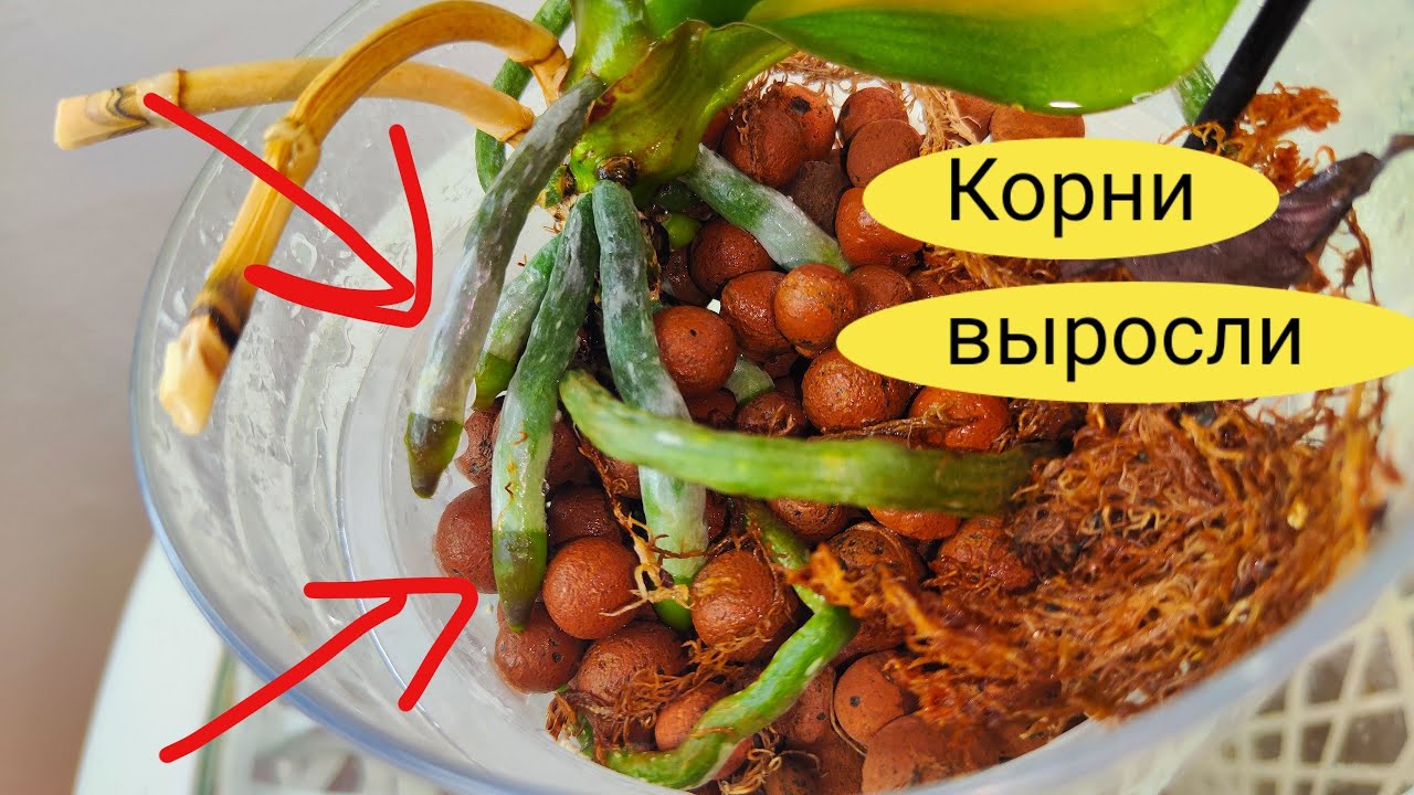 Самый Быстрый и Эффективный Способ НАРАСТИТЬ НОВЫЕ ЖИРНЫЕ КОРНИ у Орхидеи ❗
