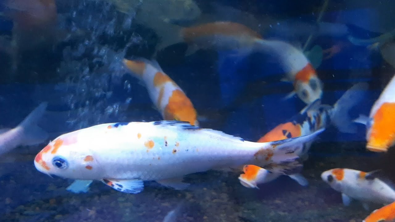 Aquarium koi bening 
