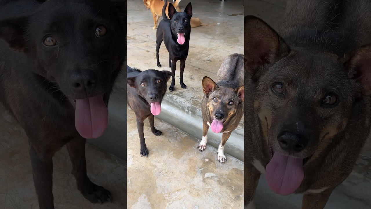 Cute faces at the Soi Dog shelter