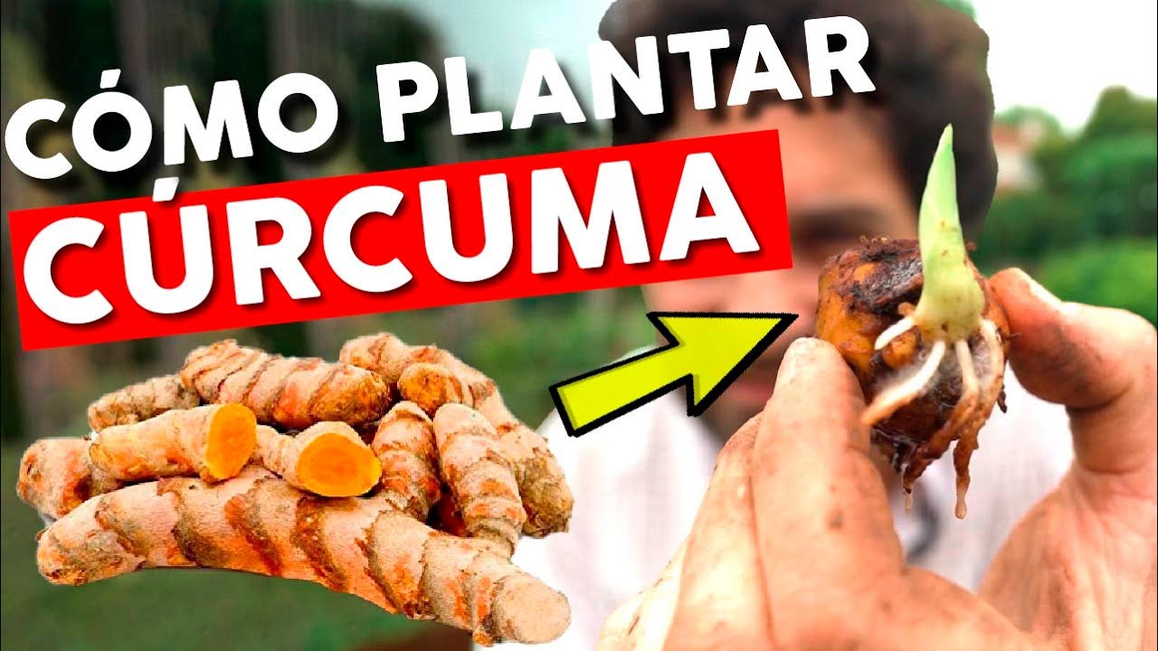 Cómo plantar Cúrcuma del Supermercado paso a paso el proceso completo