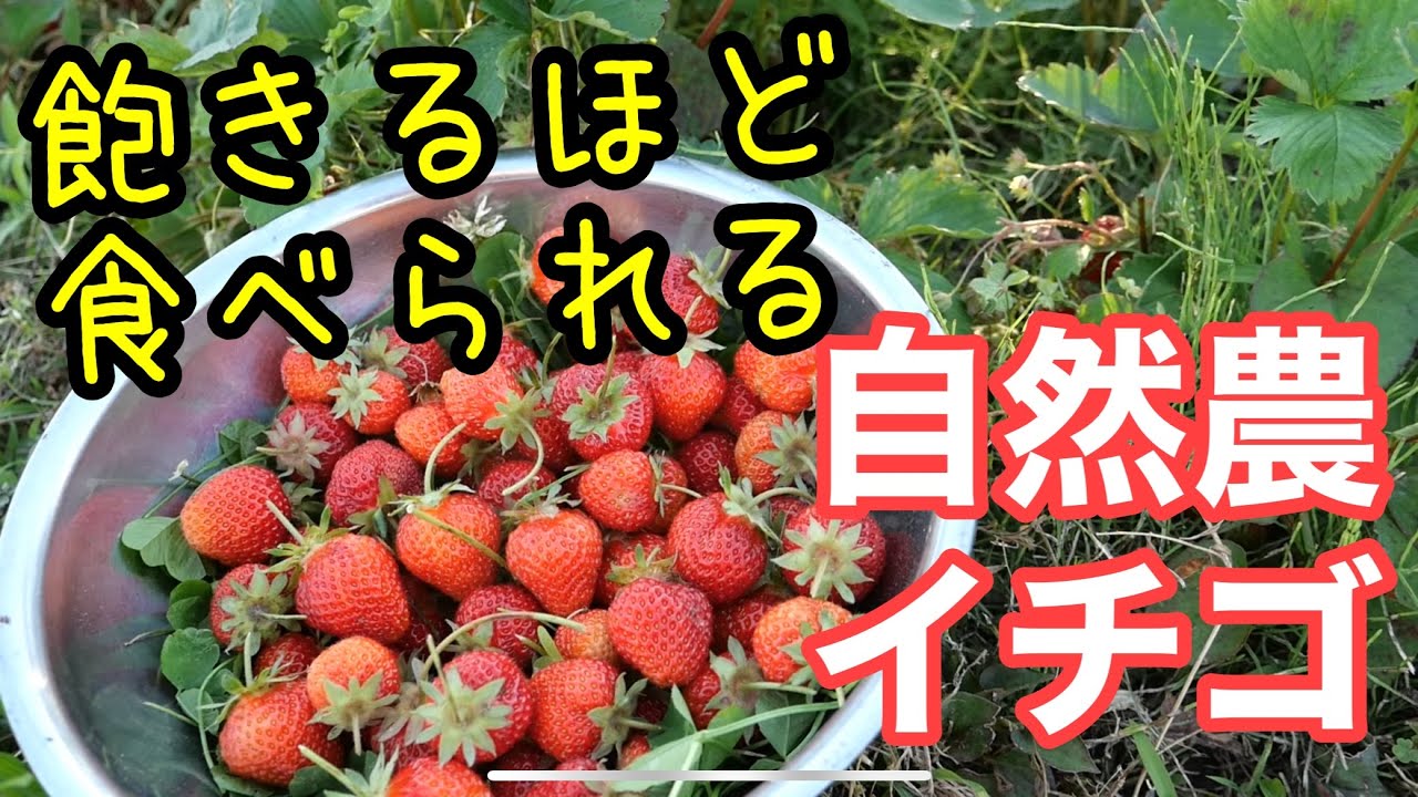 【イチゴの話】雑草と虫が育てる自然農の苺･栽培ポイントとメリットデメリットについて【家庭菜園/無農薬/無肥料/自給自足】