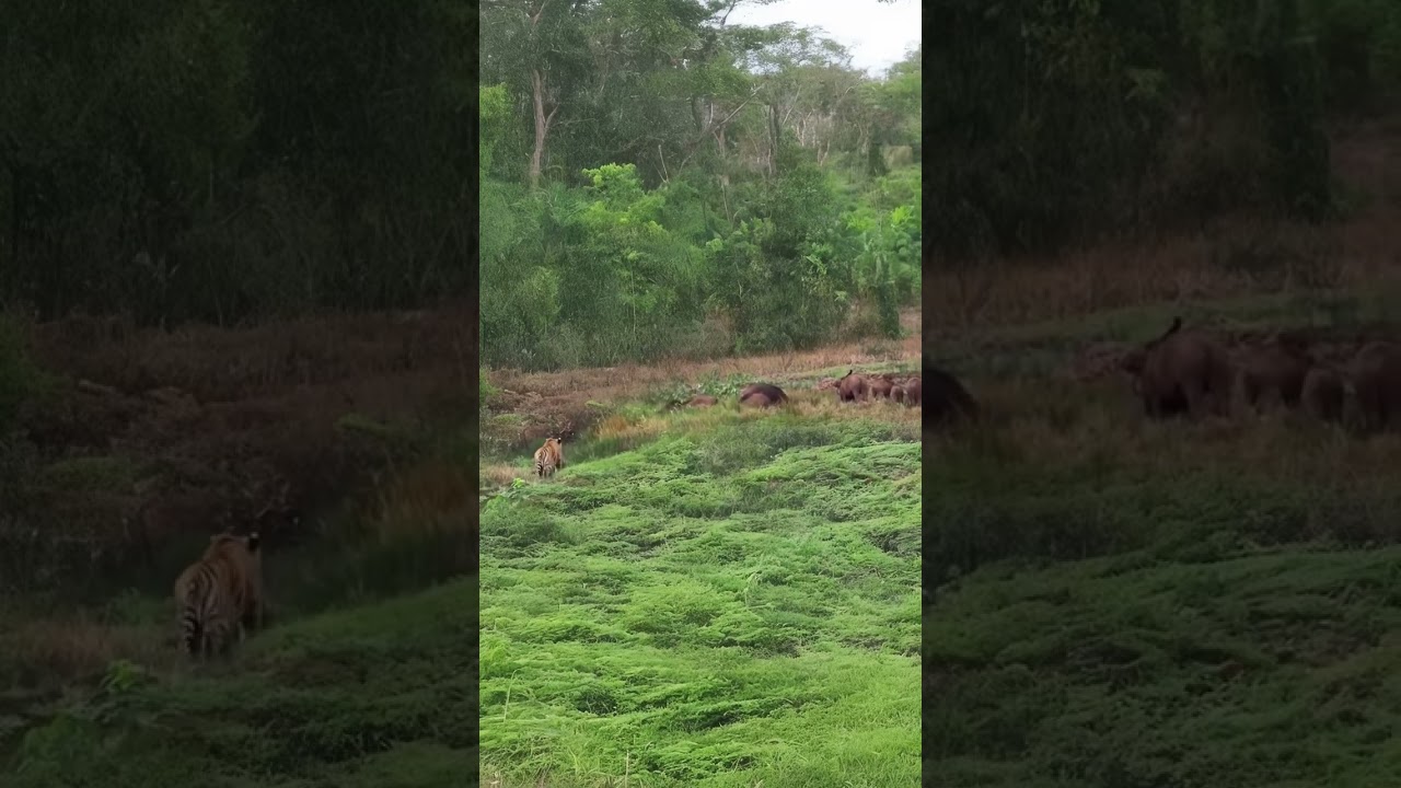 Tigers raid wild boars #wildlifeentertainment #animallife #entertaininganimals #wildboar #nature