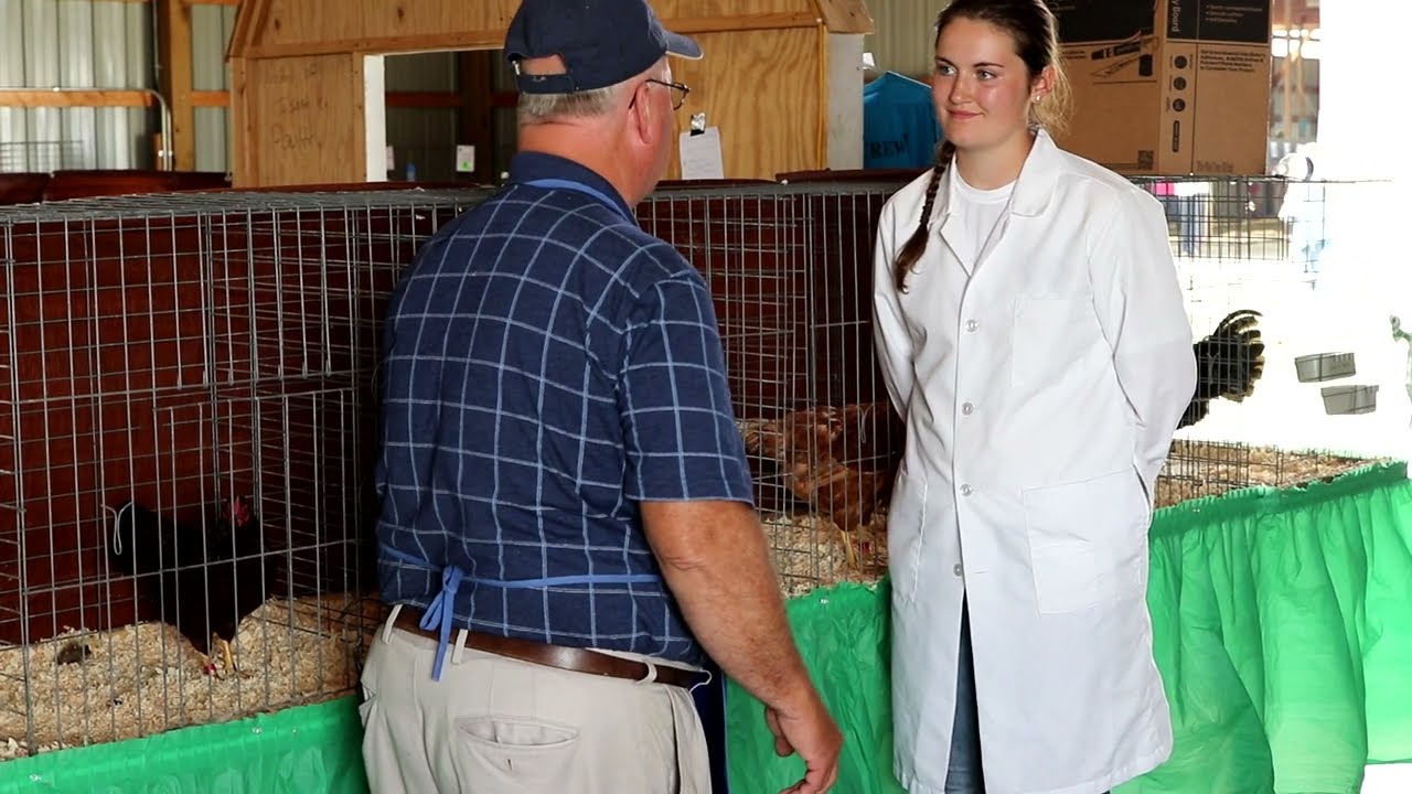Poultry judging: showmanship