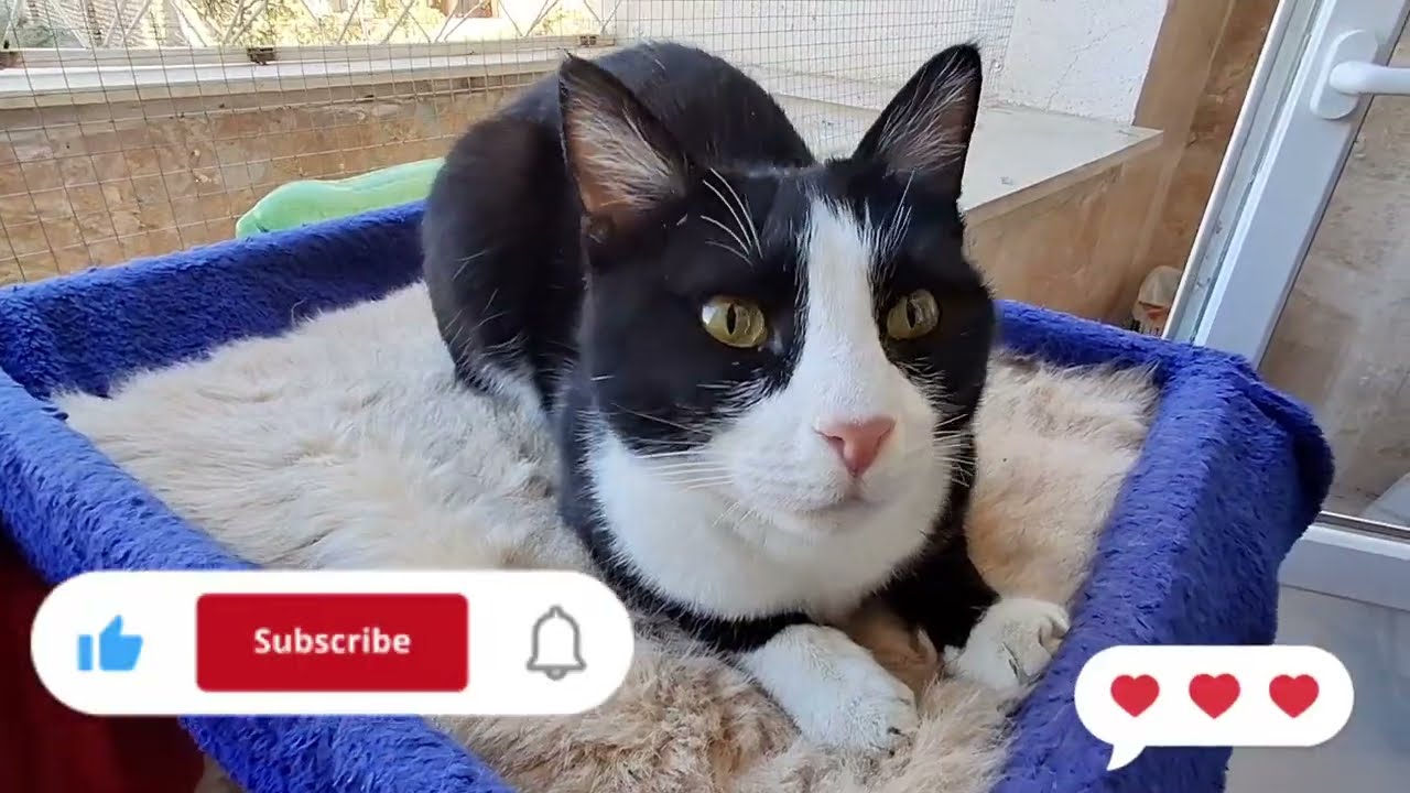 💖 Cats Compilation – Naughty Moments, Relaxing Massages & Cat purring