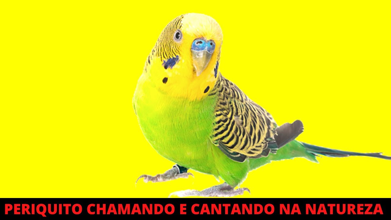 PERIQUITO CHAMANDO E CANTANDO MUITO NA NATUREZA