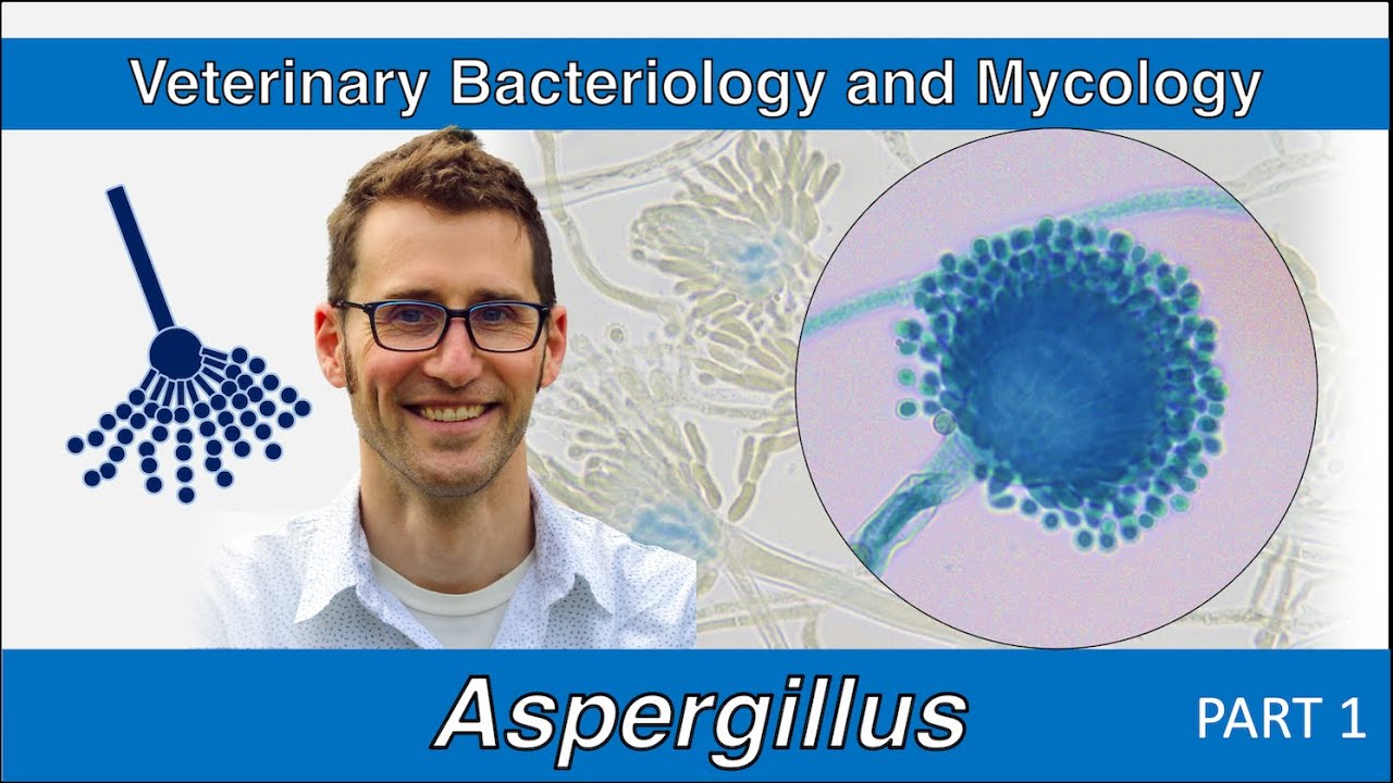 Aspergillus (Part 1) - Veterinary Bacteriology and Mycology