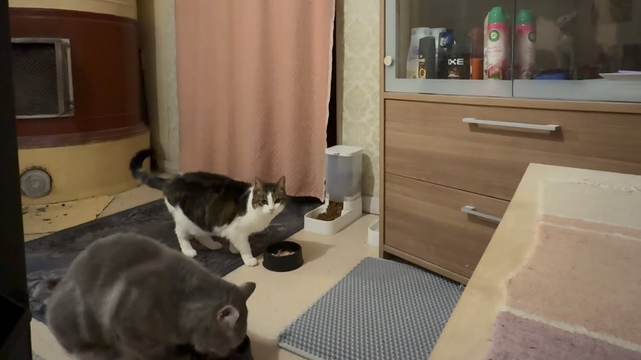 Keväistä on,kissoja ja vähän muutakin