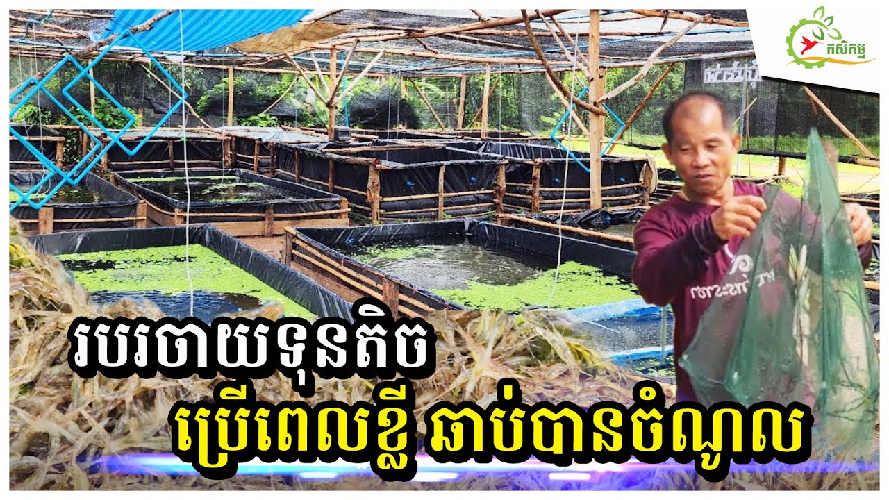 របរវិលល្ងាច! កសិករថៃចិញ្ចឹមកំពឹសក្រោយផ្ទះ ចំណូលខ្ទង់២០០០$/ខែ