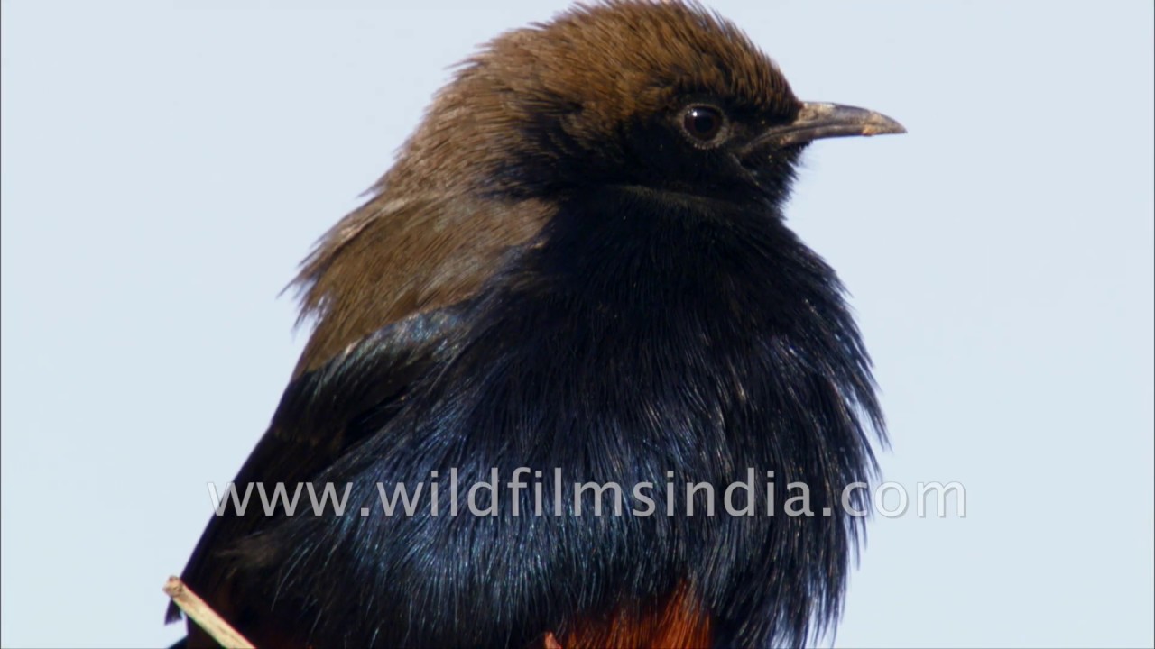 Birdlife of Rajasthan | Indian Robin, White-throated Kingfisher and female Indigo Bunting