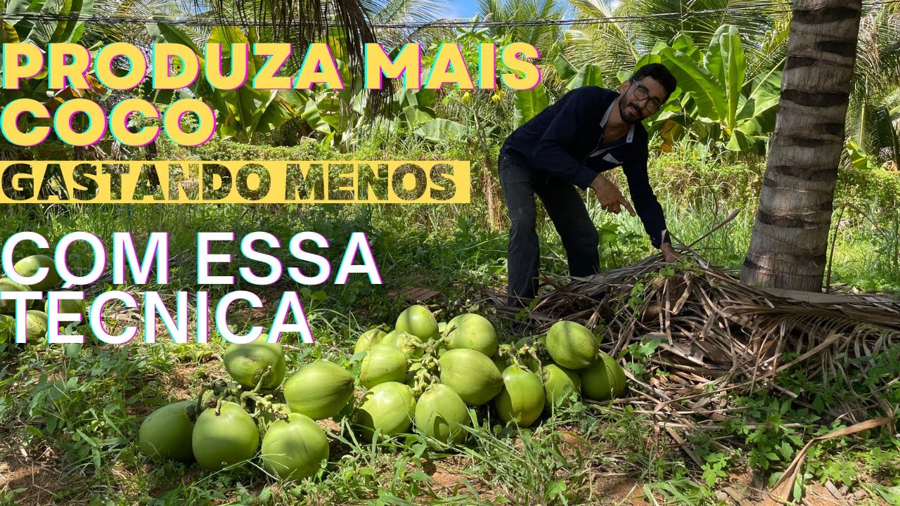Produtor de coco tem que assistir esse vídeo!