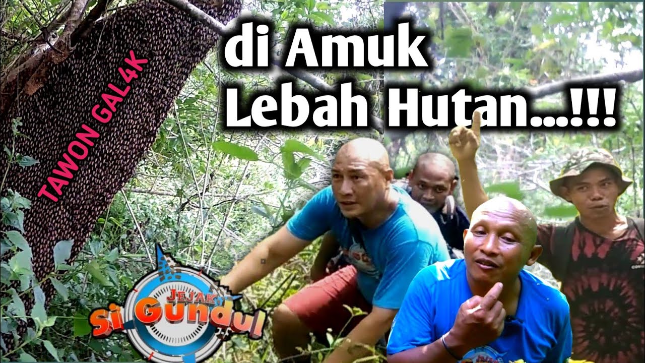Detik-Detik Si Gundul diAmuk Tawon Hutan!!! jangan Remehkan Lebah ini @HERUGUNDULJejaksigundul