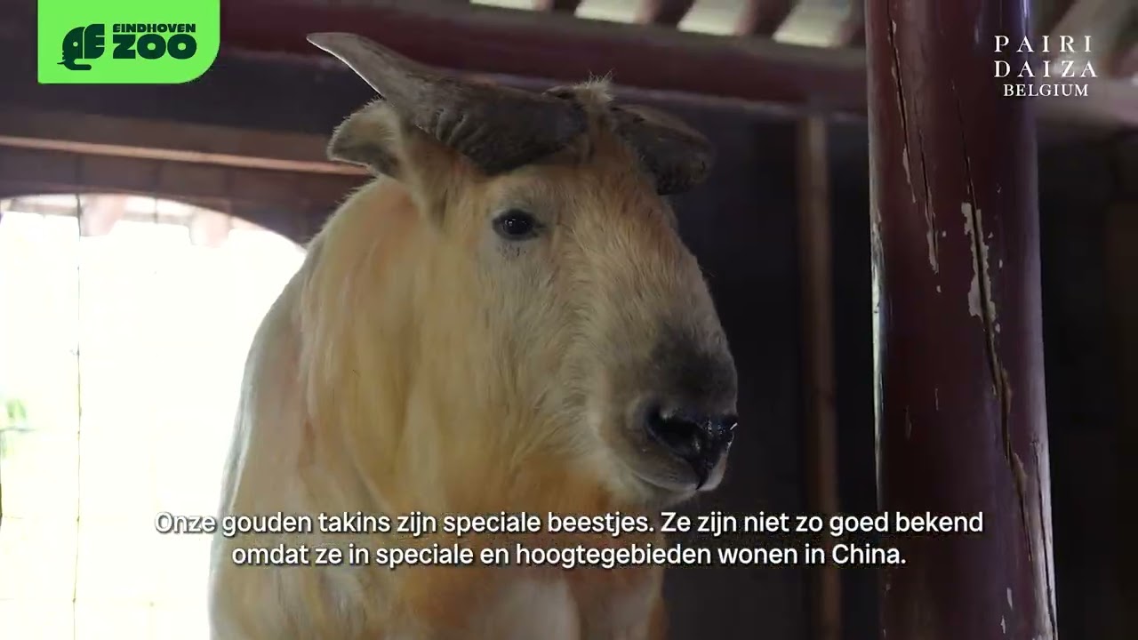 Gouden takins, uniek in Nederland, vanaf nu te zien in Eindhoven Zoo