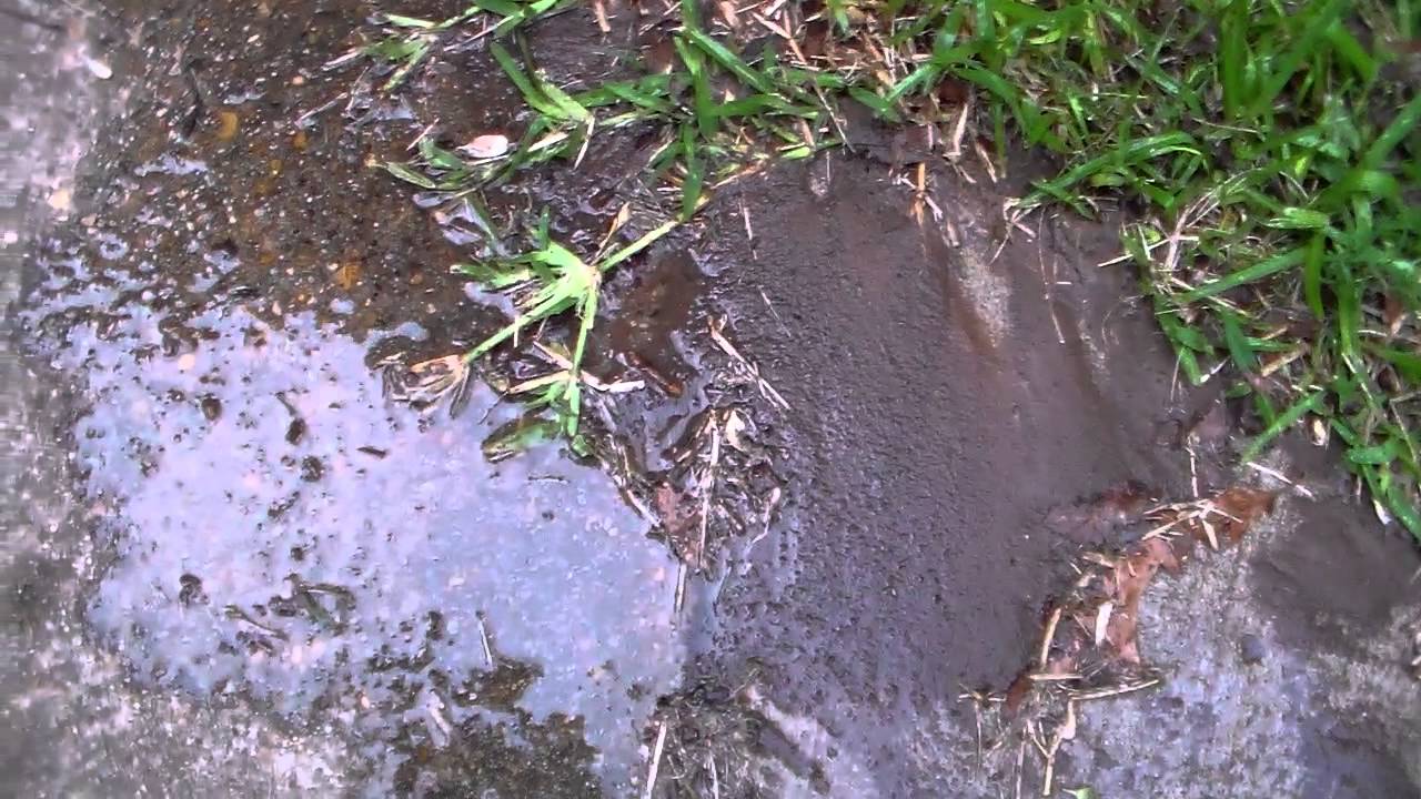 Ant Bed vs Orange Oil - 7 May 15