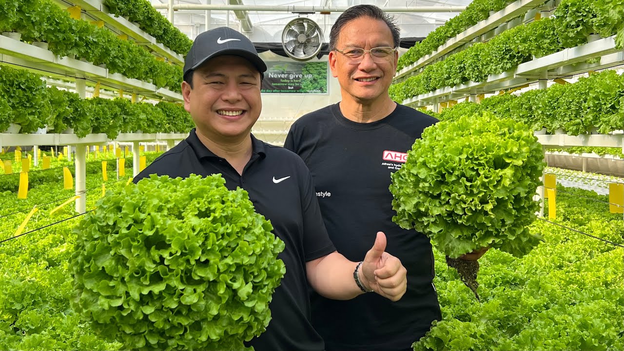 Secrets to Producing GIANT Lettuce | Nars Adriano - with subtitles