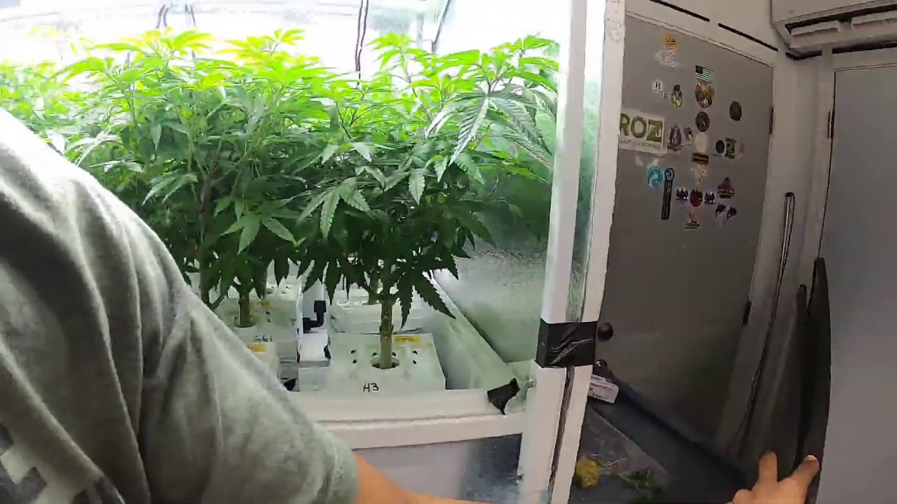 The Daily Dab - Sort of?