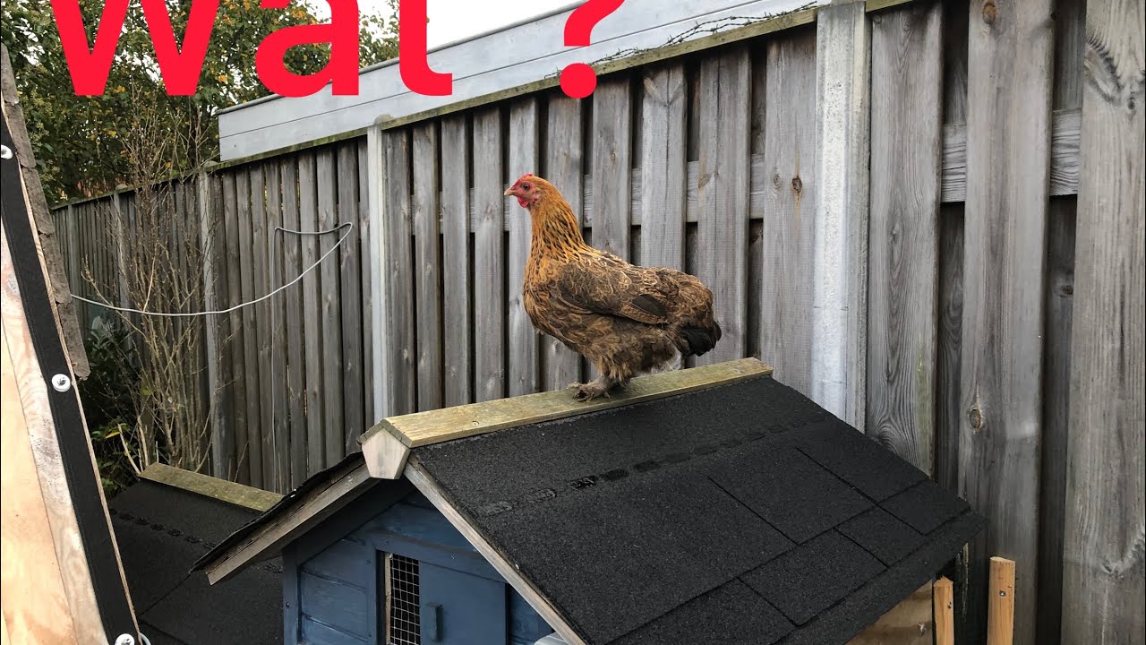 Kwak is weer broeds!!!!!! 🐓🐓🐓