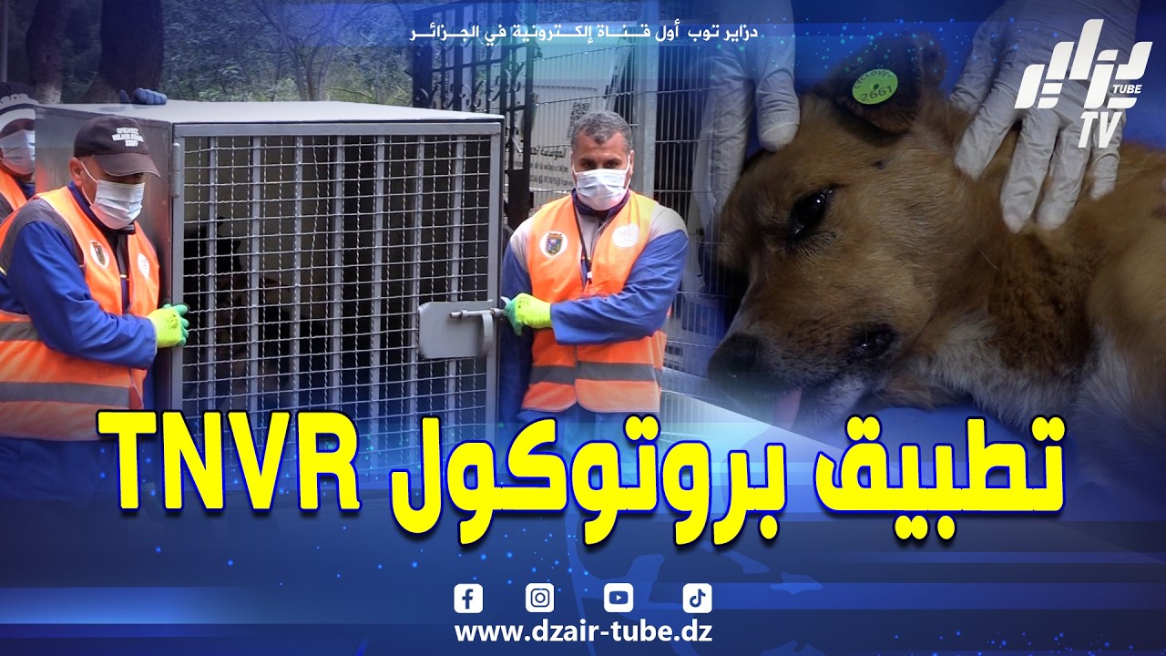 شاهد..عملية تطبيق البروتوكول TNVR على الكلاب الضالة بحديقة الحيوانات والتسلية الوئام المدني بالعاصمة