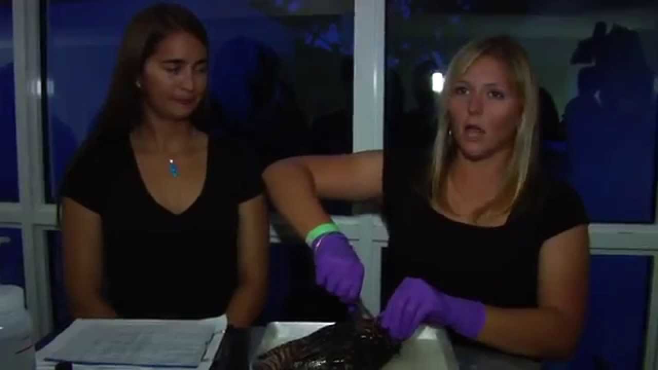 Eating to Protect our South Florida Ecosystem