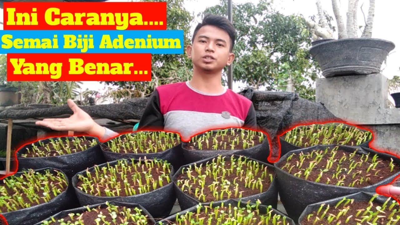 CARA SEMAI BIJI ADENIUM YANG BAIK DAN BENAR... #adenium #seedadenium #rachmannursery