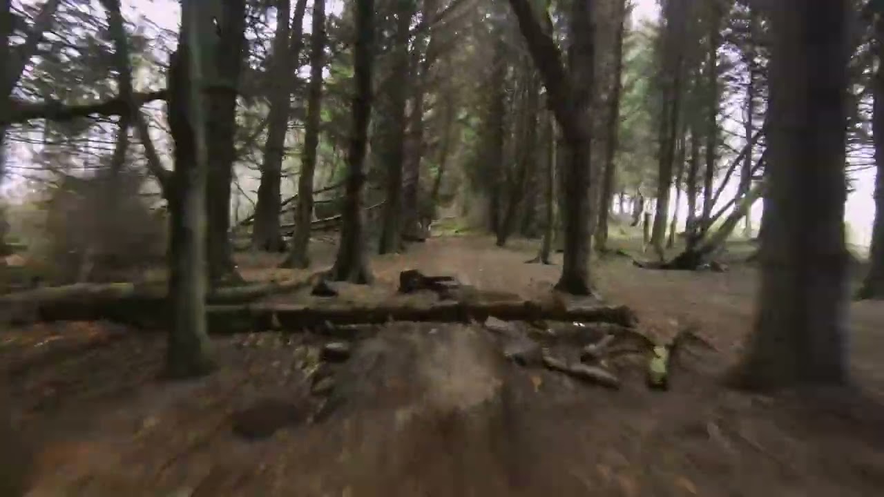DJI FPV Forest training and near crash expierience