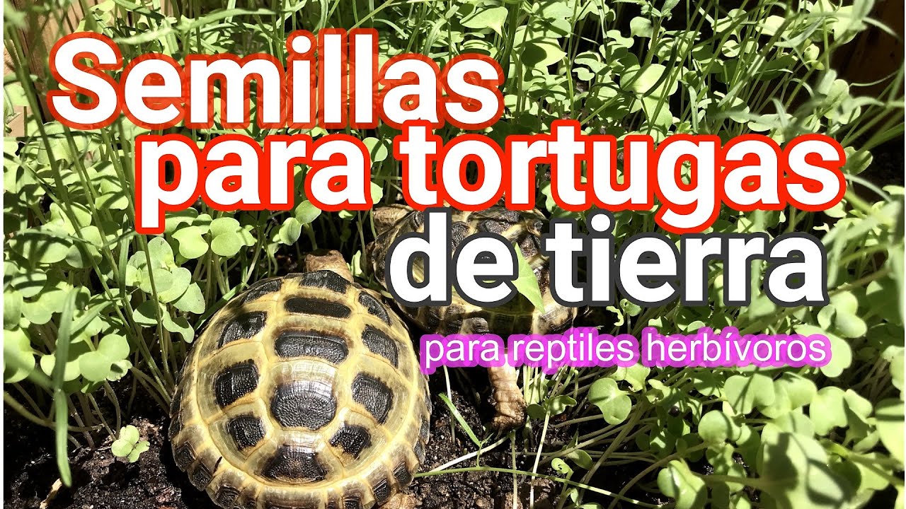 ♥️Semillas para TORTUGAS de tierra , germinaron en 3 días