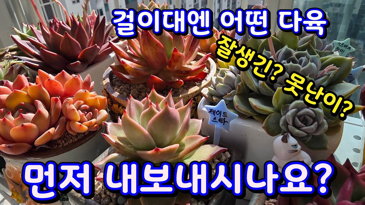 26년 걸이대 어떤 다육 먼저 내보내나요?